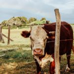 How to extend the life of your fence