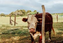 How to extend the life of your fence