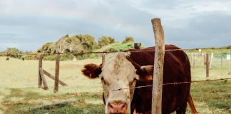 How to extend the life of your fence