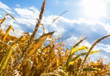 5 tips for sun safety in the field