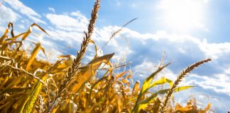 5 tips for sun safety in the field