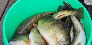 Bass angler clinic and top lake picks