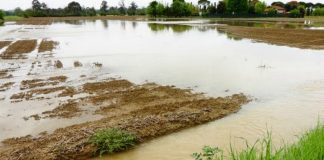 Plant17 flooded field in Ohio