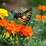 How to create a butterfly garden