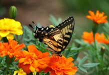 How to create a butterfly garden