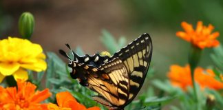How to create a butterfly garden