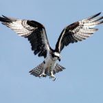 Cape May in spring is ideal birding time osprey