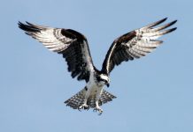Tangled osprey rescued from tree osprey