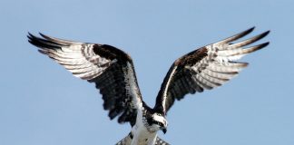 Cape May in spring is ideal birding time osprey