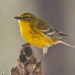 How to identify warblers this season