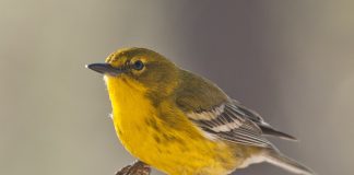 How to identify warblers this season