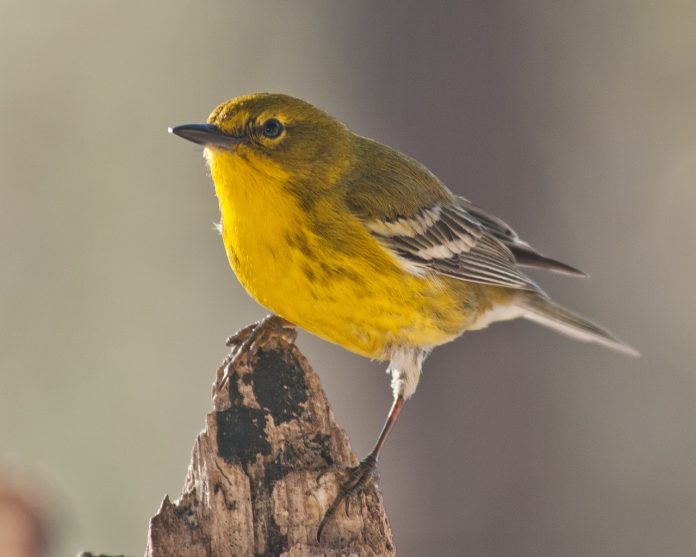 pine-warbler-1232435_1280