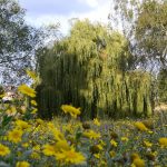 Admiring the perfect climbing tree