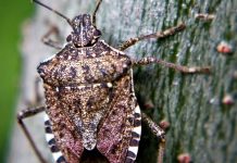Ohio State researchers trying to outsmart the stink bug stink bug, stinkbug, Ohio, soybeans,