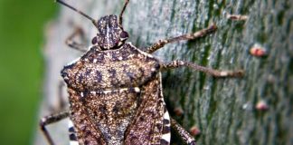 stink bug, stinkbug, Ohio, soybeans,