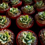 How to propagate succulents