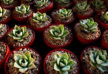 How to propagate succulents
