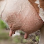 Apply for 2019 National Mastitis Council scholarships udder