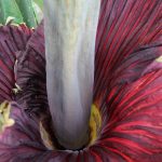 Kansas State’s corpse flower finally blooms