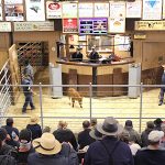 Auction barns adapt to changing markets Mt. Hope Auction