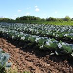 Ohio produce conference gets new name Cabbage at Artisan Acres