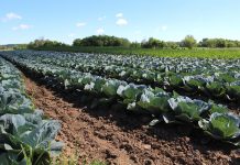 Ohio produce conference gets new name Cabbage at Artisan Acres