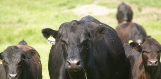 How to identify common breeds of beef cattle
