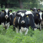 Nittany Lion fall sale’s first choice female brings $9,500 Holstein