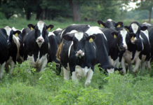 Nittany Lion fall sale’s first choice female brings $9,500 Holstein