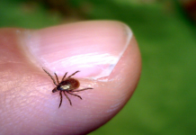 How to identify disease-carrying ticks in Ohio