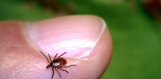 How to identify disease-carrying ticks in Ohio