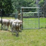 Sheep in the city Sheep walking through gate