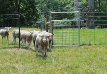 Sheep in the city Sheep walking through gate