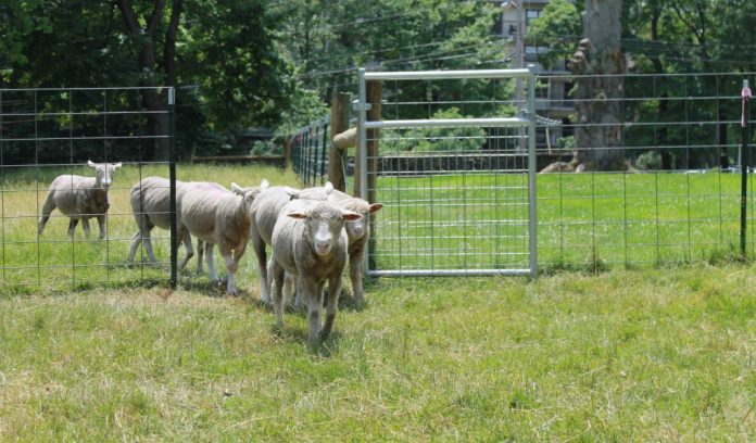 Sheep walking through gate
