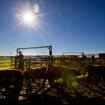 Updated beef cow courses available online