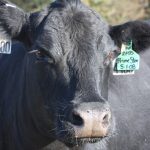 Ashtabula Co. beef scholarships available now