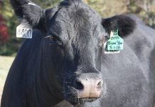 Ashtabula Co. beef scholarships available now