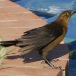 Lazy cowbirds let others hatch, feed young