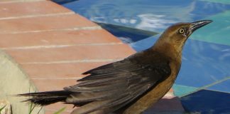 Lazy cowbirds let others hatch, feed young