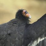 Watch a California condor nest up close