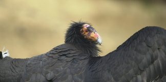 Watch a California condor nest up close
