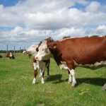 Free curriculum teaches students about agriculture cattle