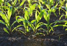 Research could lead to billion more being fed corn