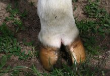 6 common foot problems found in dairy cows