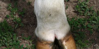 6 common foot problems found in dairy cows