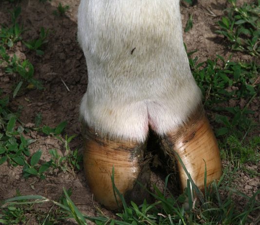 6 common foot problems found in dairy cows