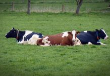 5 tips to prevent dairy cow foot problems cows