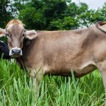 Heifer replacement webinar set for June 23