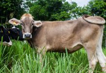 Heifer replacement webinar set for June 23