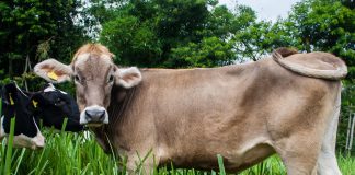 Heifer replacement webinar set for June 23